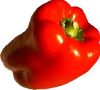 Poivron rouge Bio 