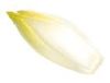 Endive Bio