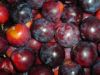 Prune violette Bio 