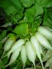 Radis long Blanc Bio